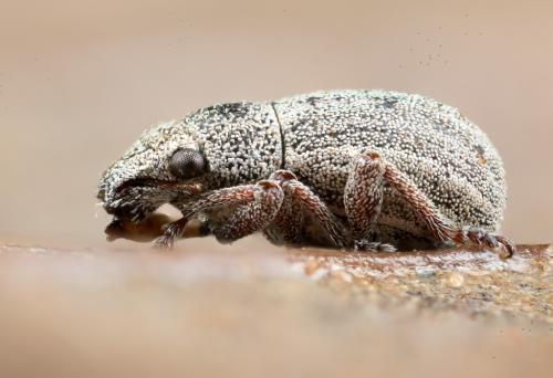 Réf. 245 137 : Strophosoma nebulosum